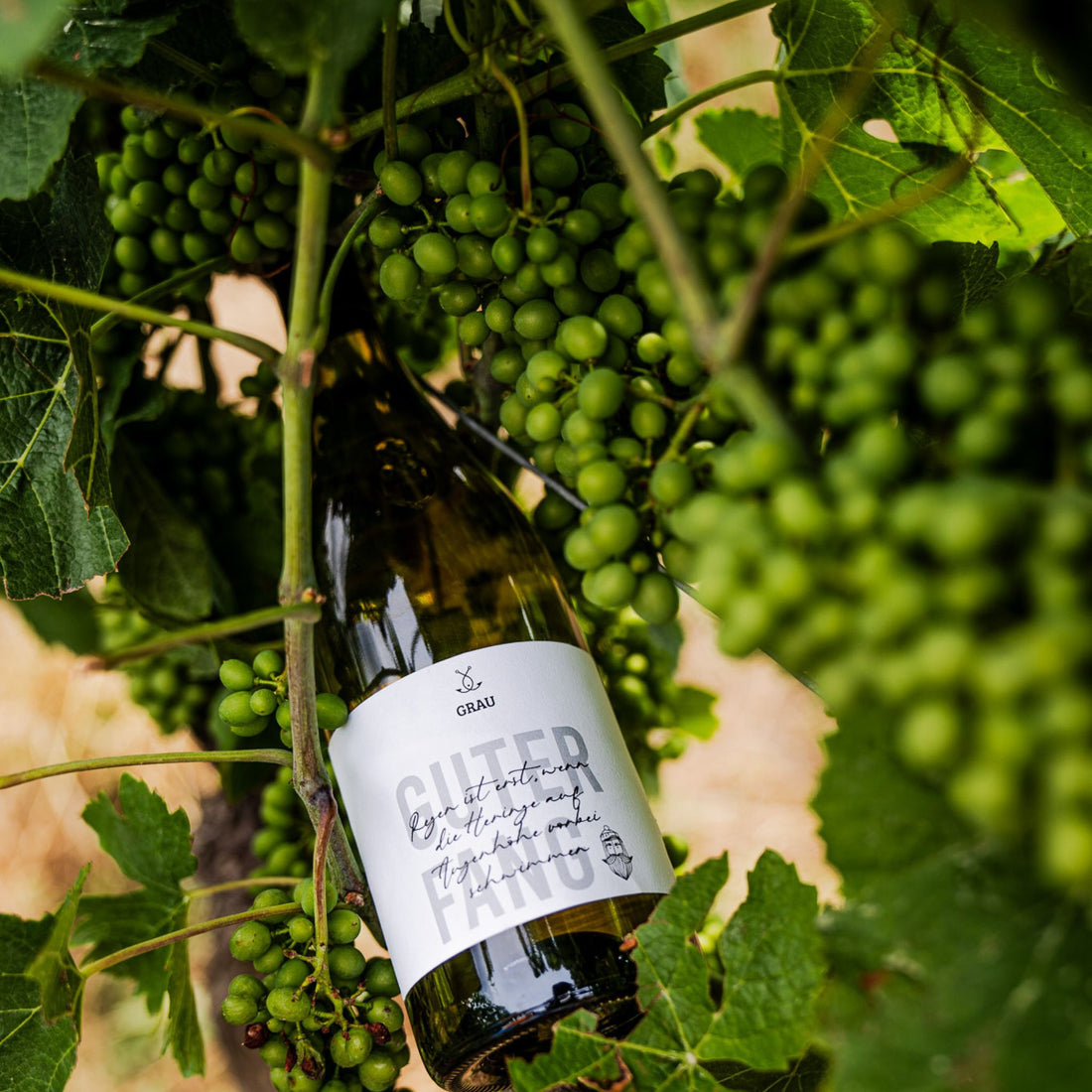 Guter Fang Grau Grauburgunder Flasche zwischen Weintrauben