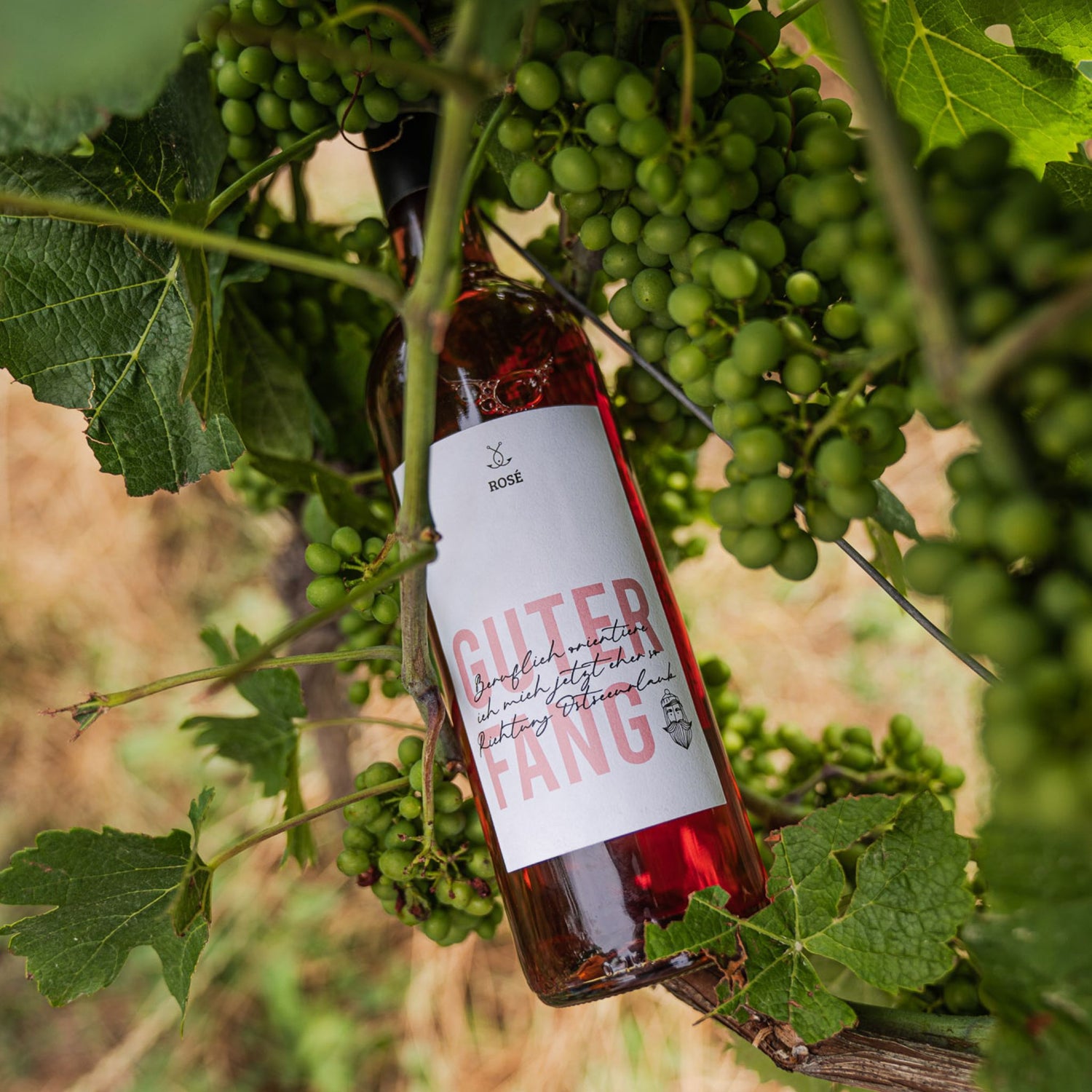 Guter Fang Rosé Flasche zwischen Weintrauben am Rebstock